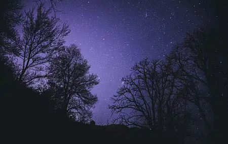 热门夜空 星星 星夜 树木 剪影 黑暗 紫色 自然 风景 弱光 无水印壁纸 6016×4016