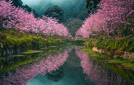 自然 景观 树木 植物 草 水 倒影 森林 山脉 樱花 台湾 壁纸 3840×2160