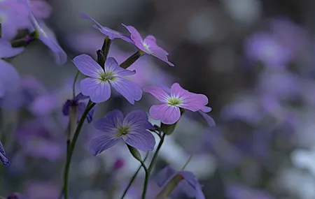 唯美摄影 自然 花卉 模糊背景 特写 微距 壁纸 4096×2304