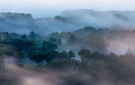 热门景观 自然 树木 雾 森林 早晨 树叶 高清壁纸 5120×2880