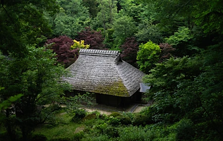 自然 景观 树木 植物 草 树叶 长枝 亚洲建筑 博物馆 4K高清壁纸 5120×2880