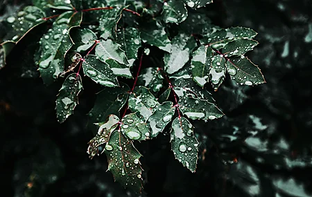 树叶 自然 水滴 深色 绿色 特写 4K高清壁纸 3840×2560