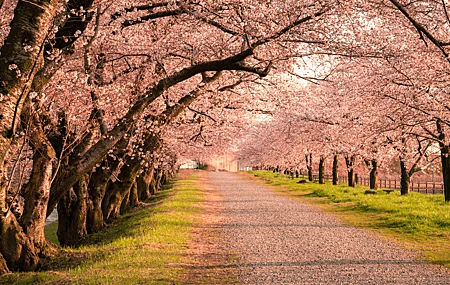 经典风景 树木 道路 草 隧道 樱花 4K壁纸 5120×2880