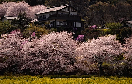 自然 树木 房屋 植物 草地 花卉 樱花 建筑 壁纸 5120×2880