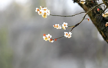 春韵 树枝 小花 春天 风景 2K 壁纸 2880×1800