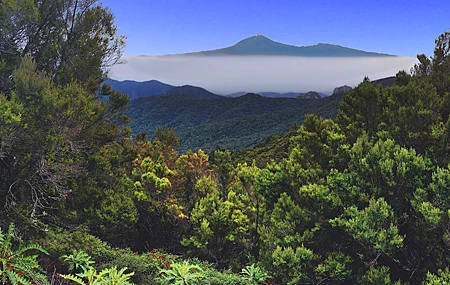 热门自然 森林 树木 景观 绿色 天空 树叶 高清壁纸 4592×2584