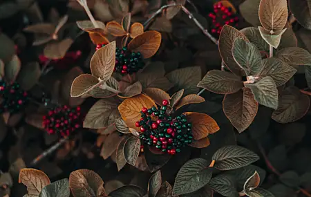 高清鲜花 浆果 植物 自然 桌面壁纸 6000×4000