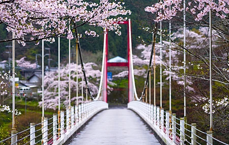 高清自然 树木 桥梁 樱花 雨 索桥 景深 摄影 花卉 壁纸 5120×2880