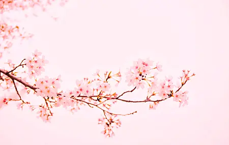 樱花 粉色 背景 树枝 简单背景 明亮 花朵 自然 4K高清壁纸 4896×3264