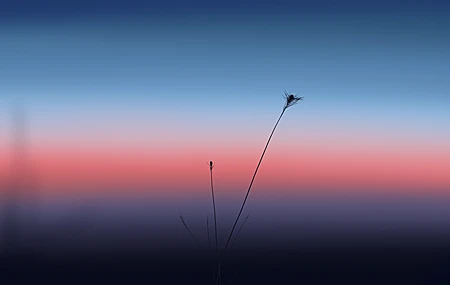 绚丽细腻 超宽 宽屏 插图 植物 模糊 微观 手机壁纸 5640×2400