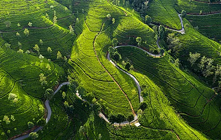 唯美自然 景观 道路 树木 农场 田野 茶树 高清壁纸 3840×2160