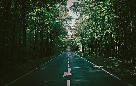 道路 森林 高速公路 户外 自然 风景 日光 树木 路径 复古 摄影 夏天 绿色 丁香 壁纸 8256×6192